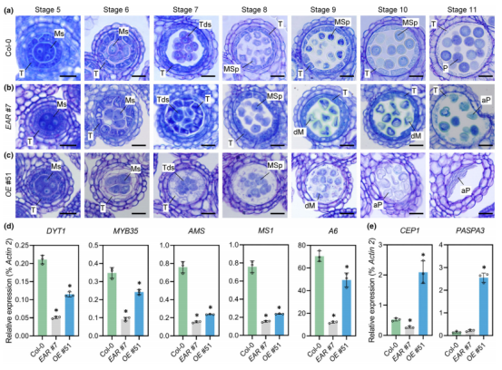 New Phytologist（IF=8.1）|DAP-seq助力解析拟南芥雄性育性调控网络