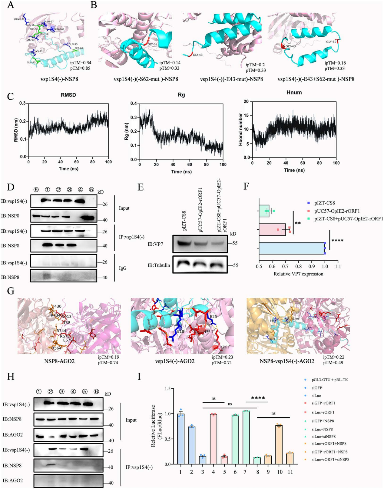 PLOS Pathogens（IF=4.9）2026|双链RNA病毒反义链微蛋白调控抗病毒免疫
